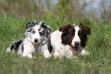 BORDER COLLIE 1499